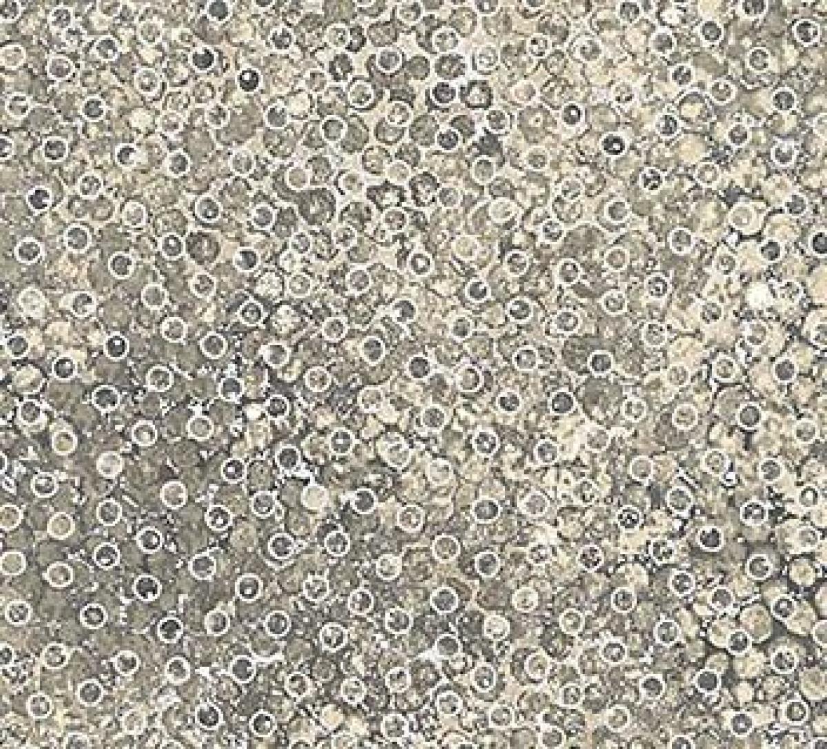 Northcott Artisan Spirit Shimmer Black Earth 22994-98 stippen taupe