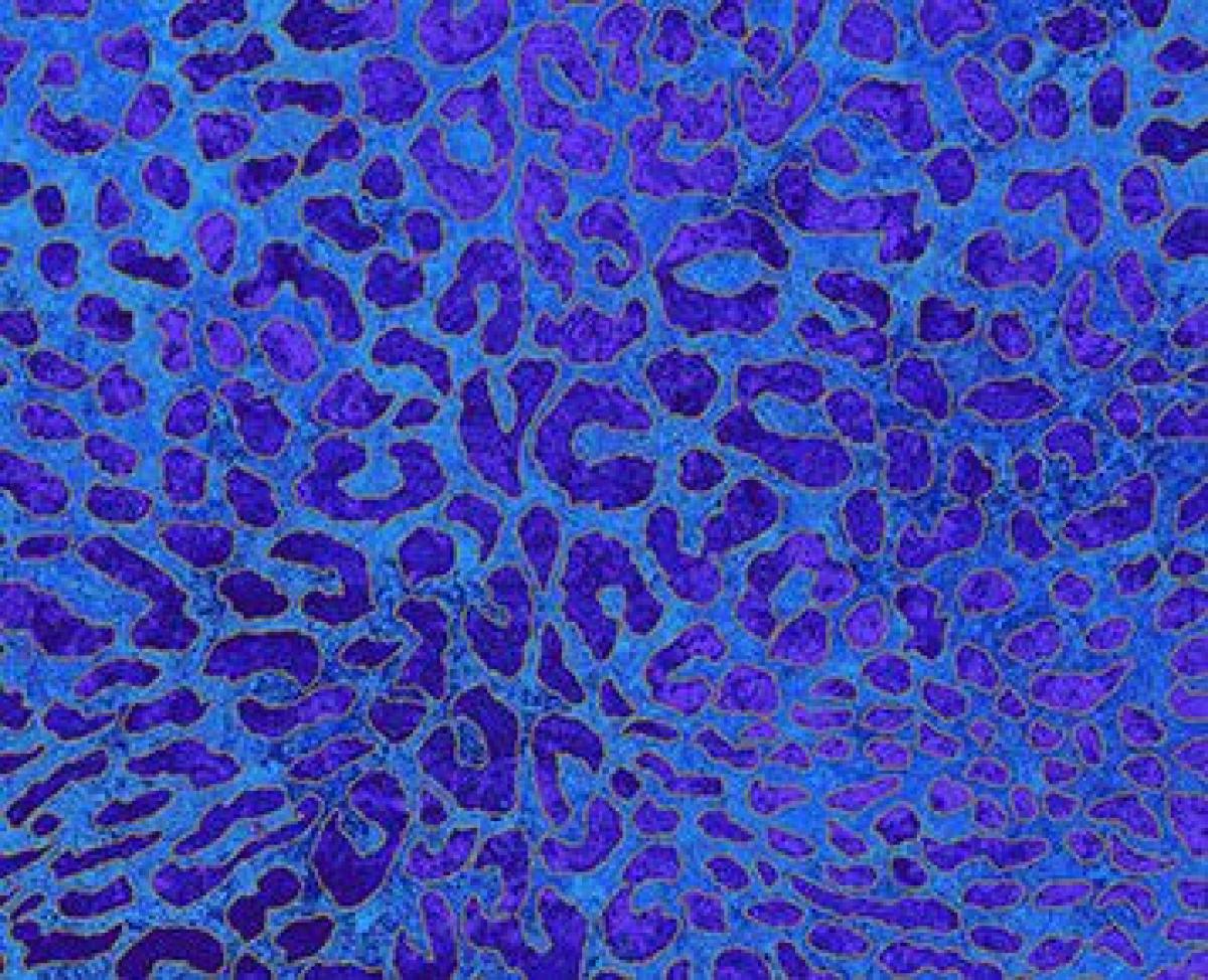 Northcott Artisan Spirit Shimmer Wild Thing 24045-86 blauw