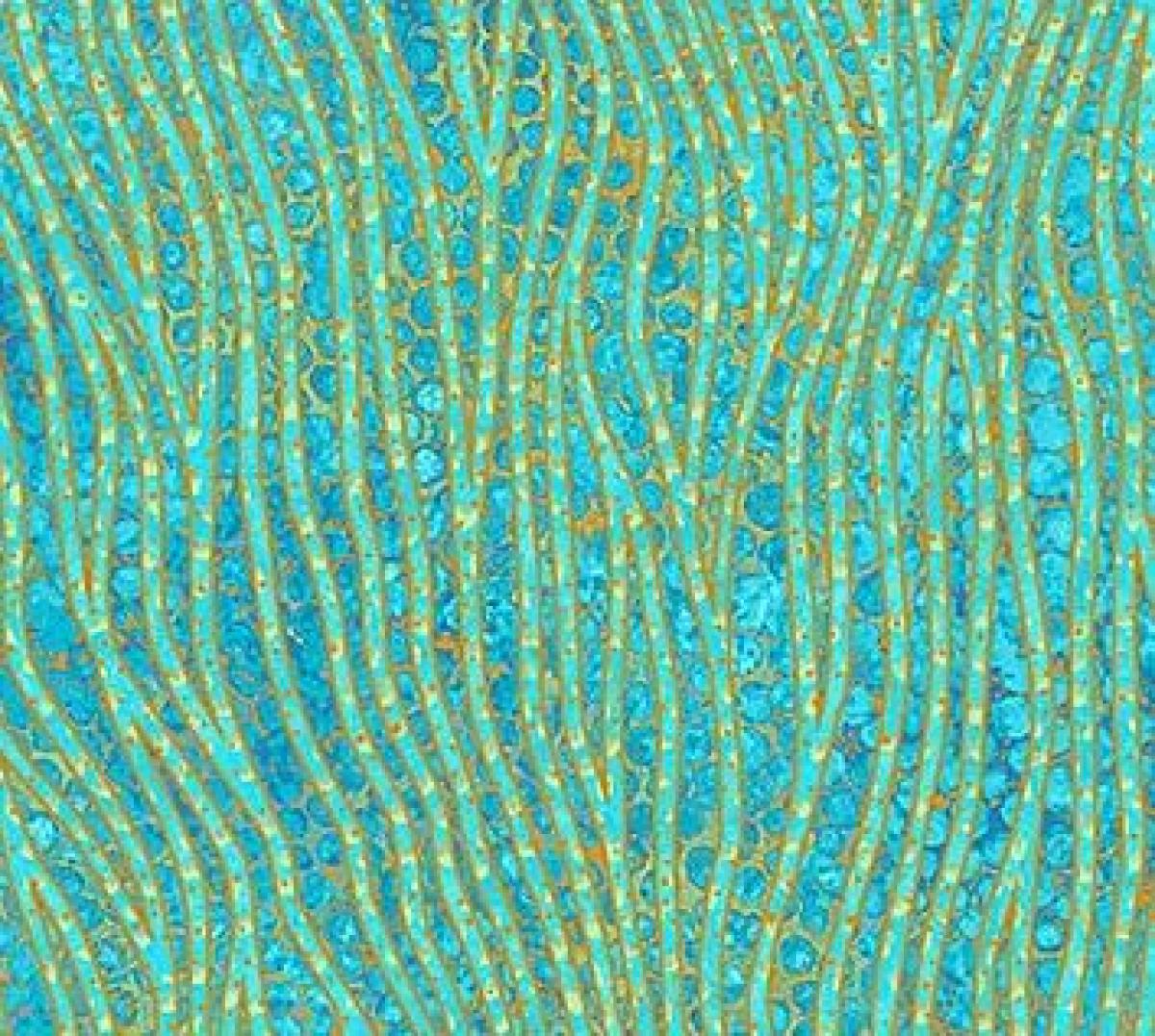 Northcott Artisan Spirit 22094-64 Shimmer Oasis kronkellijn blauw
