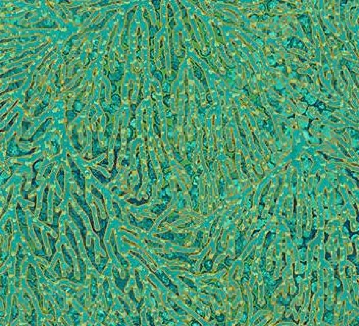 Northcott Artisan Spirit 22096-74 Shimmer Oasis takjes groen