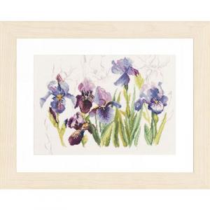 Lanarte blauwe irissen PN0008027